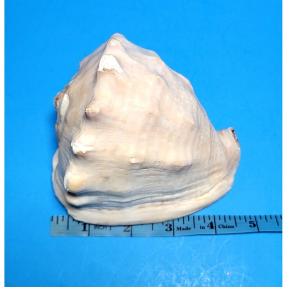 Queen Helmet Seashell Horned Gulf Conch Elaborate Opening 5" X 4" VGC! #A - Picture 7 of 10